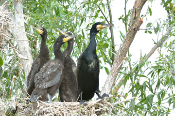 Great cormorant (Phalacrocorax carbo)