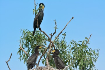 Great cormorant (Phalacrocorax carbo)