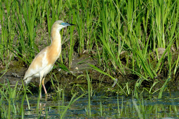 Squacco Heron (Ardeola ralloides)