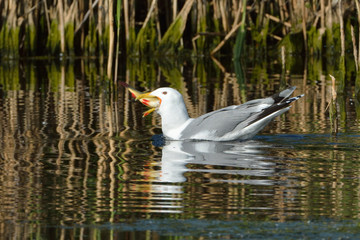 Caspian Gull (Larus cachinnans)