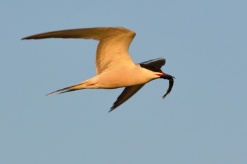 Obraz premium Common tern (Sterna hirundo)