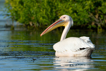 White Pelican (Pelecanus onocrotalus)