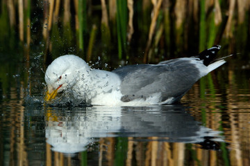 Caspian Gull (Larus cachinnans)