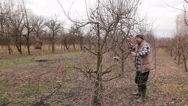 Gardener is cutting branches, pruning fruit trees with long shears in the orchard
Farmer is pruning branches of fruit trees in orchard using long loppers at early springtime.
