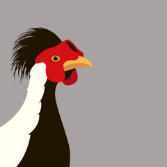 Silver Pheasant  head   vector illustration flat style front