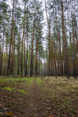 Old road in the pine forest in autumn time.