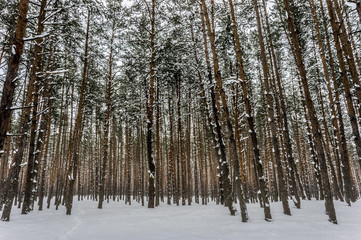 Fototapeta premium Pine trees in winter forest