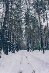 Snow-covered country road in the winter pine forest
