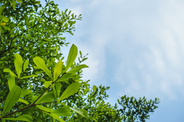 Green leaves on tree with blue sky background