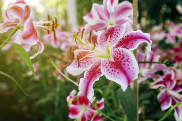 Lily flower in the garden