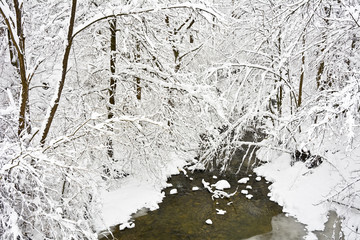 A  mountain river among the trees covered in fresh snow.