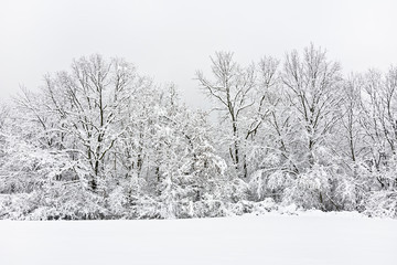 Trees and thickets covered with freshly fallen snow. 