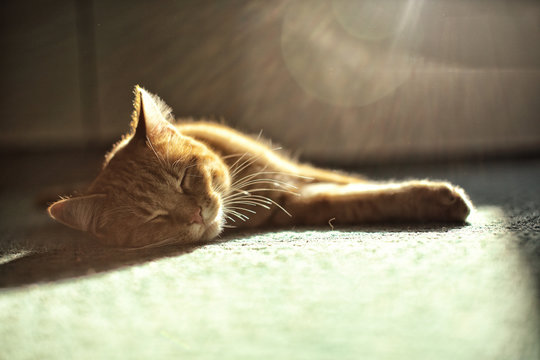 Small beige cat sleeping on the carpet with sun beams above