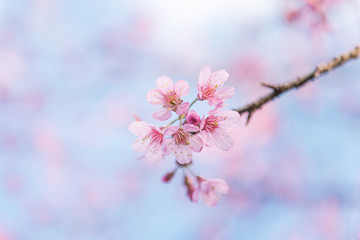 Close up pink sakura with blue and pink background
