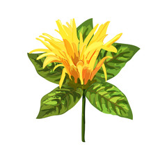 Fototapeta na wymiar Yellow tropical plant. Mexican Honeysuckle, Orange Plume flower.