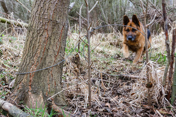 Naklejka premium Trampa lazo de cable de acero, para jabalíes y corzos. Perro Pastor Alemán.
