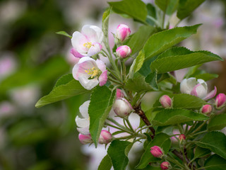 Spring flowers. Apple tree blossom with green leaves