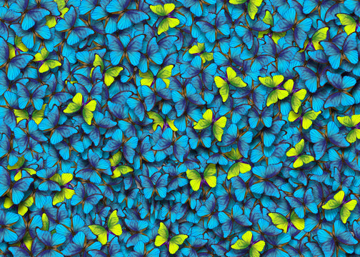 Butterfly Morpho. Wings of a butterfly Morpho. Flight of bright blue and yellow butterflies abstract background.