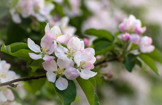 Spring flowers. Apple tree blossom with green leaves
