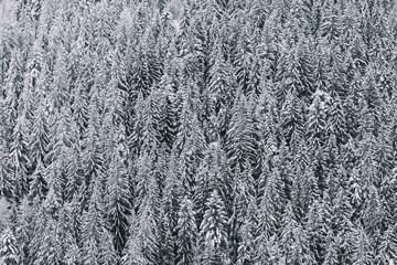 Aerial view of snowy forest.