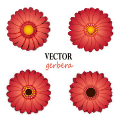 Pink gerbera collection