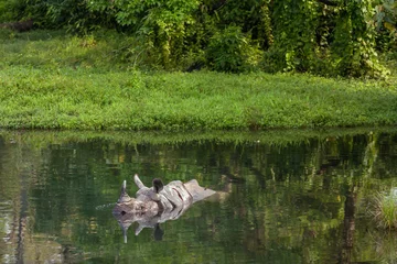 Crédence de cuisine en verre imprimé Rhinocéros Wild rhino bathing in the river in Jaldapara National Park, Assam state, North East India