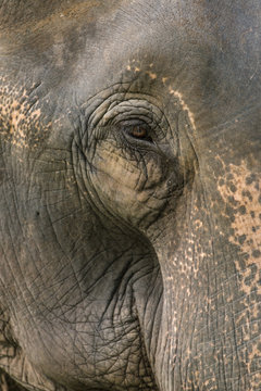 A close up photo of a elephants eye, eyelashes, wrinkles and face. Taken in Jaldapara National Park in North East India