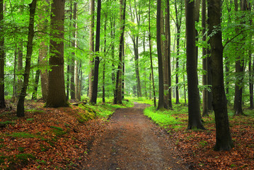 Fototapeta premium Ścieżka przez zielony bukowy las z mgłą, Herford, Niemcy