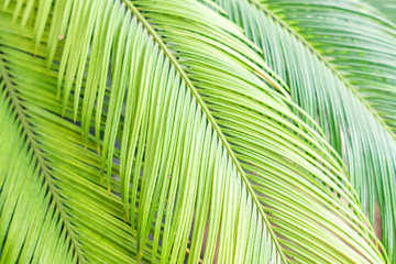 Naklejka na ściany i meble palm leaves background