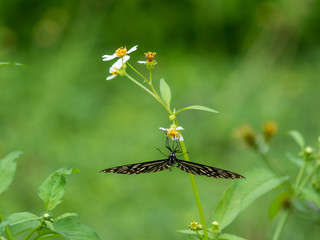 butterfly eat the pollen from grass  flower