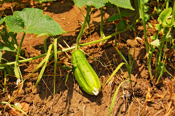 Obraz premium cucumber