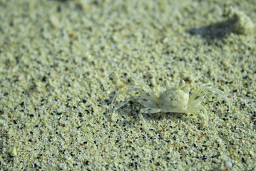 Crab hiding on sand