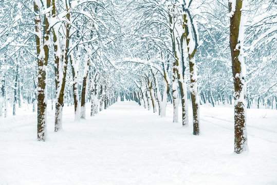 Fototapeta Snow park with white trees