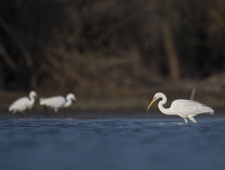 The Great White Egret