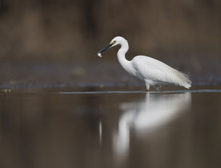 Little Egret with fish