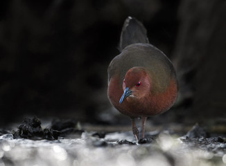Ruddy-breasted crake