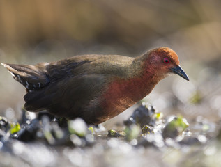 Ruddy-breasted crake