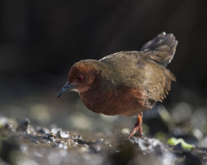 Ruddy-breasted crake