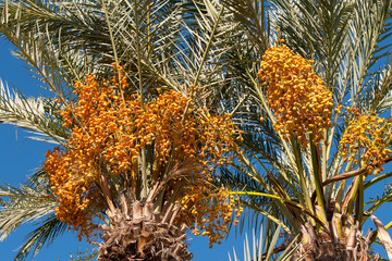 Naklejka premium the tops of date palms with a harvest of dates against a clear clear blue sky