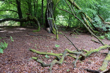 Urwald an der Sababurg