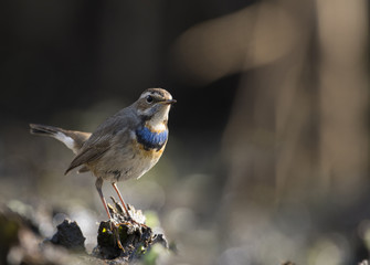 Beautiful Bluethroat bird
