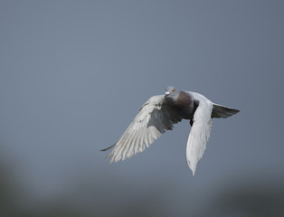 Fototapeta na wymiar Feral pigeon flying 