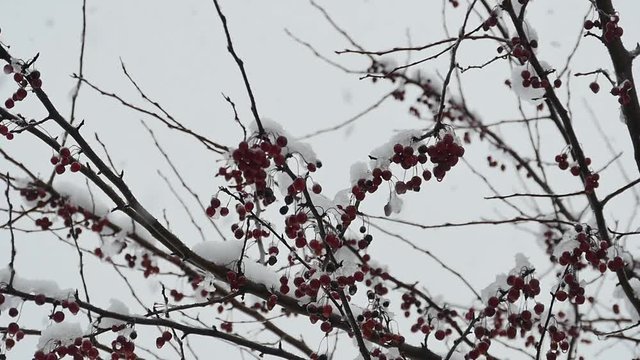 wild red barry on tree branch in snow storm large snowflakes falling