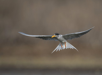 The River tern