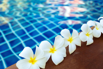 Fototapeta na wymiar Floating frangipani flowers in the pool