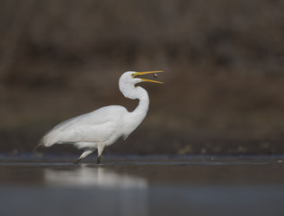 The Great White Egret with fish
