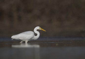 Obraz premium The Great White Egret