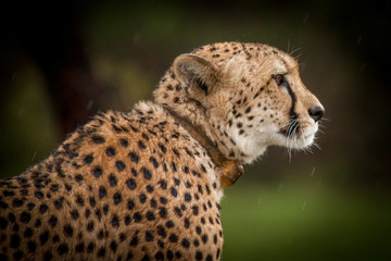 The Elusive Cheetah