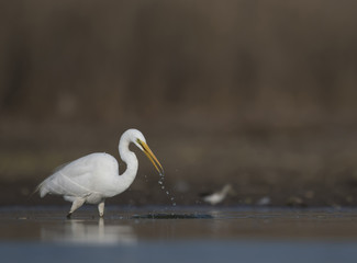 The Great White Egret Hunting