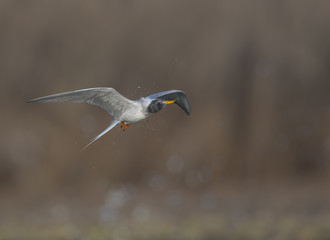 The River tern